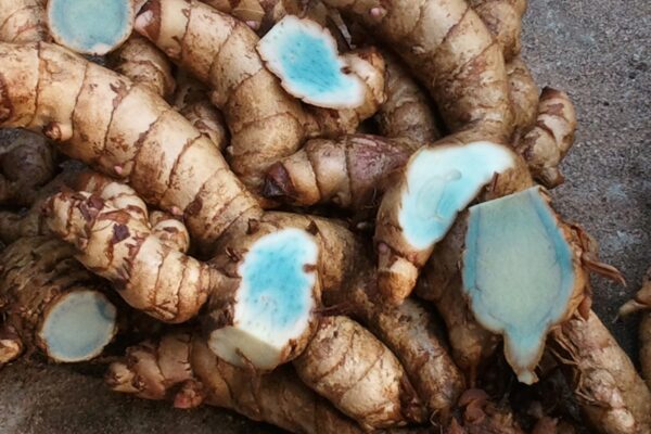 what is black turmeric