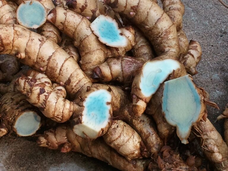 What is Black Turmeric? The Unique Herb with Amazing Benefits